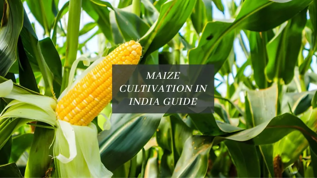Maize Cultivation in India: Growing Seasons, Duration, Climate & Yield