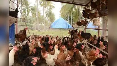 Maize Soya Price Surge hits Poultry Farmers