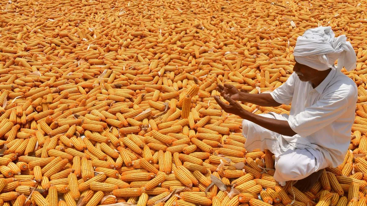USDA Post sees India’s 2026-27 corn output down 10% at 50 mt on weak rains